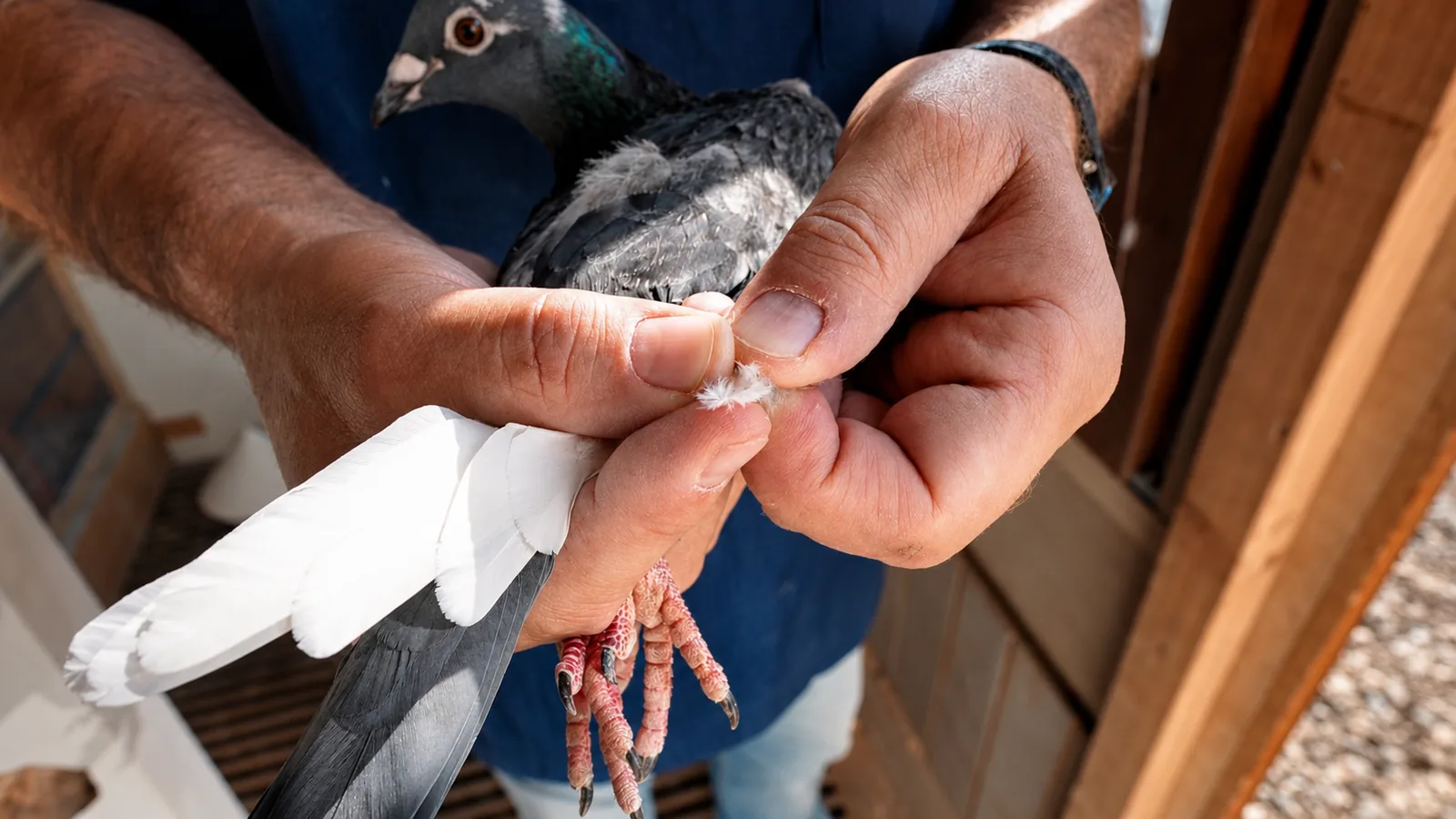 Prélèvement d'une plume sur un pigeon pour un test ADN.